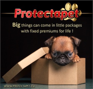 Puppy peering out of a cardboard box advertising Fixed Premiums for life on Protectapet Healthcare Plans 